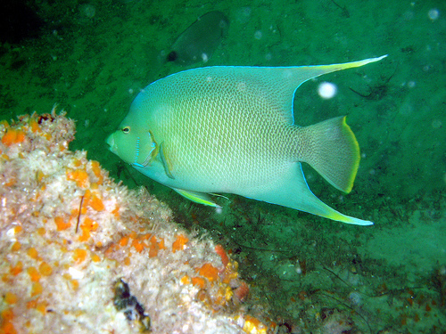 Bermuda blue angelfish